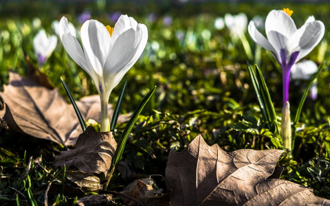 МЧС: во вторник в Кировской области ожидается до +18°C