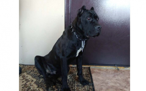 В кировском лесу нашли на привязи дорогостоящую собаку редкой породы