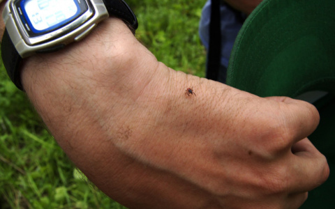 В Кировской области зарегистрирован первый пострадавший от укуса клеща