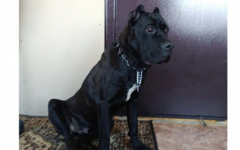 Что обсуждают в Кирове: резкое похолодание и собака редкой породы, найденная в лесу