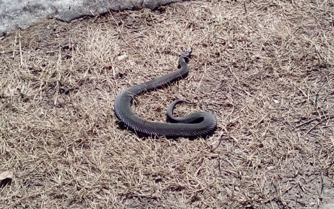 В Кировской области заметили гадюк рядом с домами садоводов