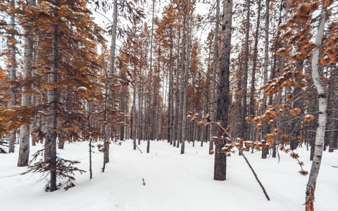 В Кировской области трое детей заблудились в лесу