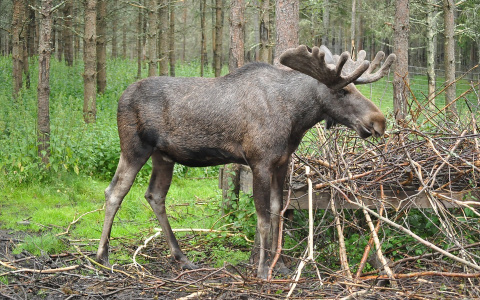 Самые опасные дороги в Кировской области, где происходят ДТП с лосями