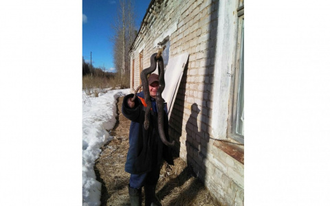 Житель Кировской области поймал огромную ядовитую змею