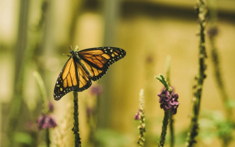 В четверг в Кировской области потеплеет до +23°C