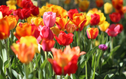 Прогноз погоды: каким будет май в Кировской области?