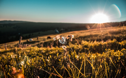 В начале мая в Кировской области установится сухая и теплая погода