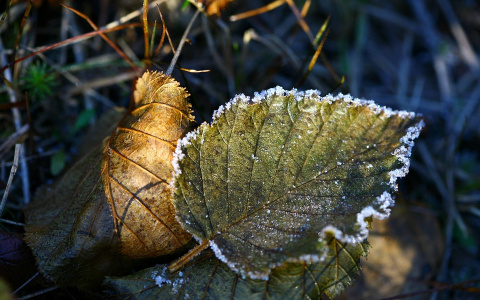 МЧС сообщает о ночных заморозках в Кировской области