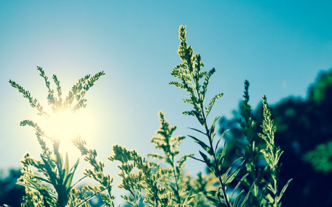 В Кировской области зафиксирована температура воздуха +24°C