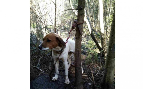 В кировском лесу хозяева бросили умирать породистую собаку