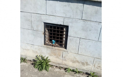 В Нововятске в подвале дома коммунальщики замуровали кошек