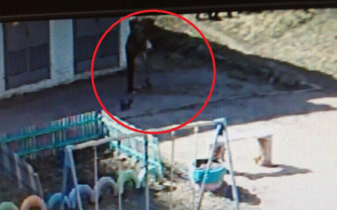 На видео попал момент, как мужчина угоняет самокат с детской площадки на Филейке