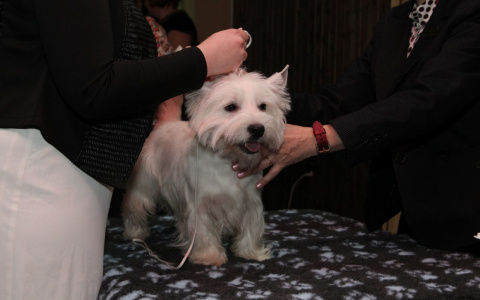 В Кирове можно бесплатно привить домашних животных от бешенства