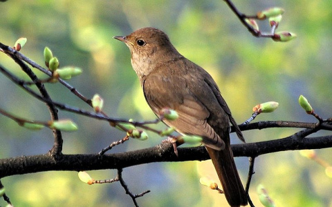 В Кирове будут подсчитывать количество соловьев