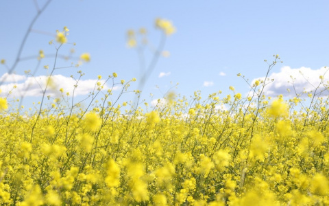 Стало известно, какой будет погода в Кировской области в среду
