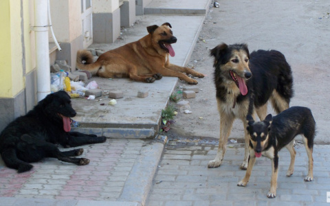 В 12 районах Кировской области фальсифицировали документы на отлов дворняг