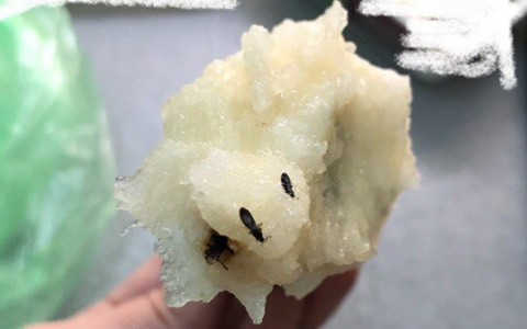 Кировчанке попалась груша с «живым сюрпризом»