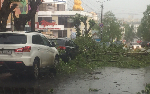 В Кирове из-за урагана на машины упало несколько деревьев