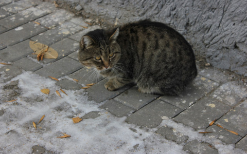 1 июня в Кировской области может образоваться временный снежный покров