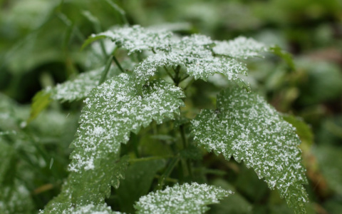 Синоптики рассказали о погоде в Кировской области на первый день лета
