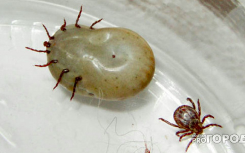 От клещей в Кировской области пострадало в два раза больше людей, чем в 2017