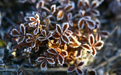 МЧС предупреждает о заморозках в Кировской области