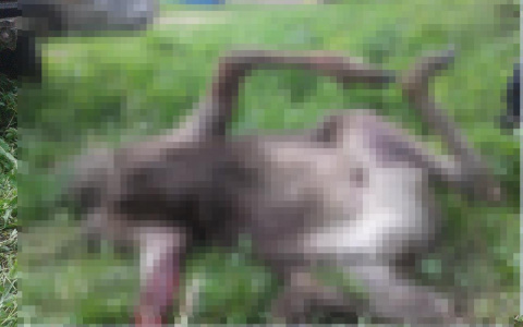 В Слободском у здания службы судебных приставов нашли труп лося