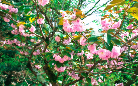 Третья декада июня в Кировской области будет теплее нормы