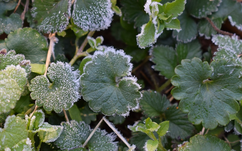 МЧС сообщает о заморозках в Кировской области