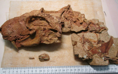 У берегов Вятки палеонтологи нашли неизвестных науке предков динозавров