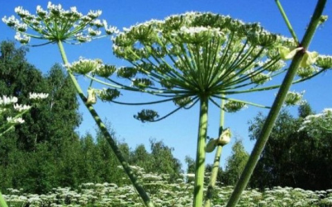 Территорию Нововятского района обработают ядом от борщевика