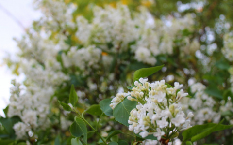 В МЧС рассказали, какой будет погода в Кировской области в четверг