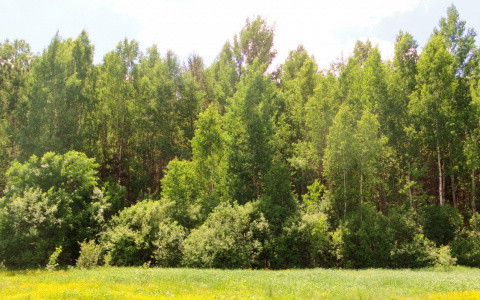 В Кировской области создали самый большой «зеленый щит» в России