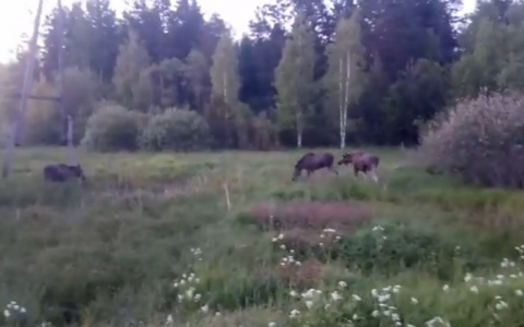 Видео: в Чепецком районе на трассе заметили четырех лосей