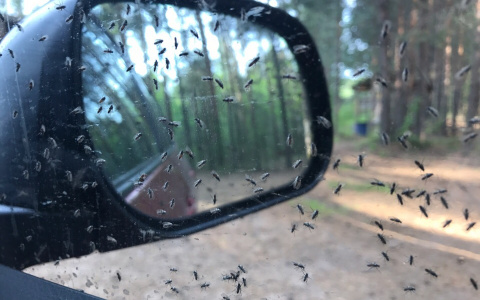 Специалисты объяснили, почему мошек в Кирове станет только больше