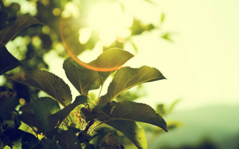 Настоящая "парилка": народный синоптик рассказал о погоде в Кирове до конца июня