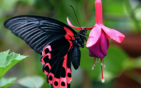 На выставке бабочек в Кирове родился гигантский мотылек
