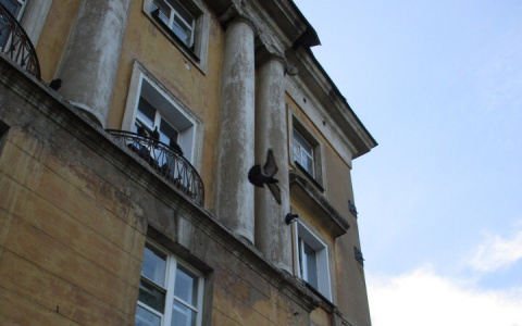 Кировчанка: «На Филейке мужчина развешивает под окном мертвых голубей»