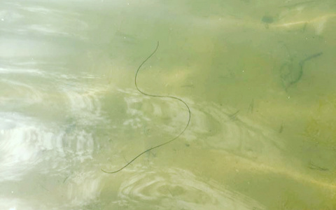 В карьерах в Стрижах нашли червя под названием «конский волос»