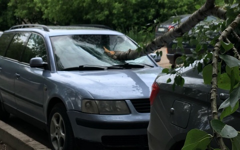 В Кирове дерево упало на припаркованные машины