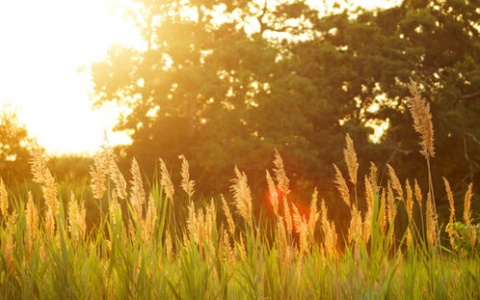 Опубликован прогноз погоды на июль в Кировской области