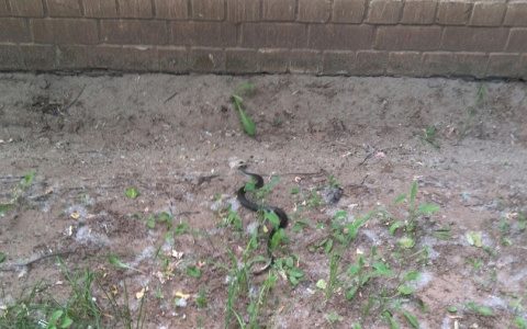 В Кирове на территории детского сада ползала змея