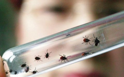 Роспотребнадзор прогнозирует повышенную активность клещей в Кирове в июле