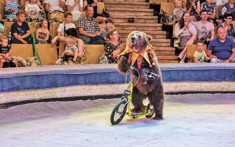 Закрытие юбилейного сезона в цирке: успейте на последние представления!