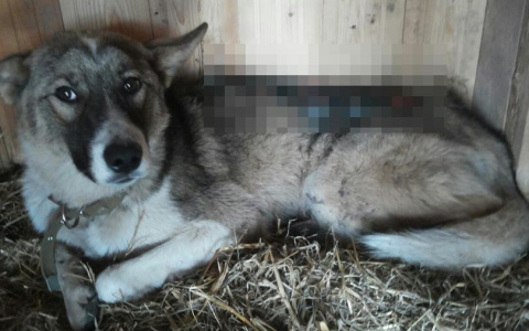 В Слободском нашли собаку с разорванной спиной