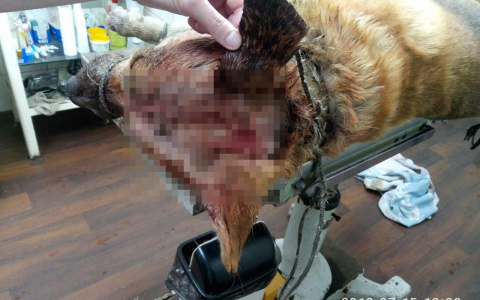 В Котельниче собака выжила после ударов топором по голове
