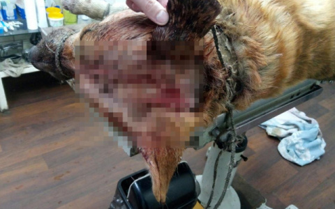 Жители Кировской области требуют возбудить уголовное дело на убийцу собаки