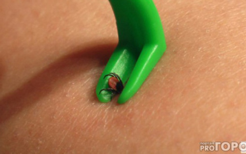 В Кировской области установлен рекорд по числу пострадавших от клещей