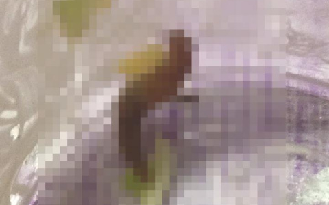 Живой «сюрприз» в готовом салате из магазина удивил кировчан