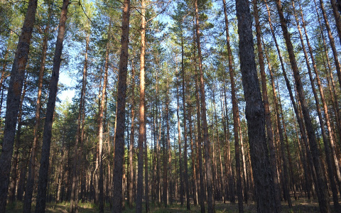 В Кировской области четыре дня искали заблудившуюся в лесу пенсионерку